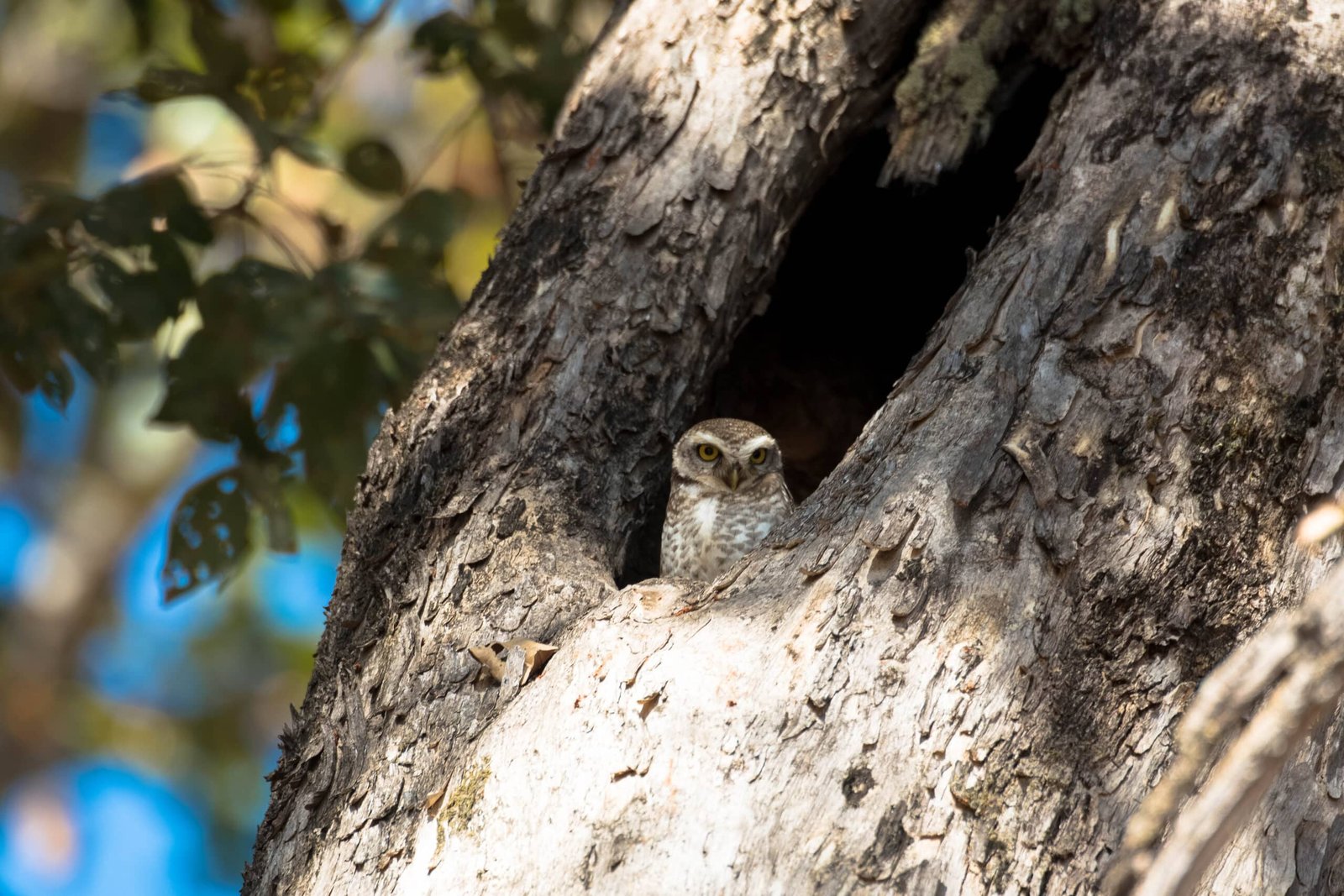 owl in kanha