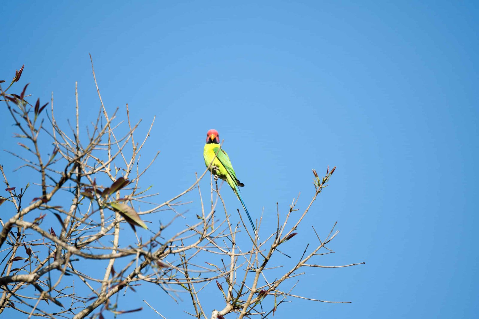 plum headed parakeet in kanha