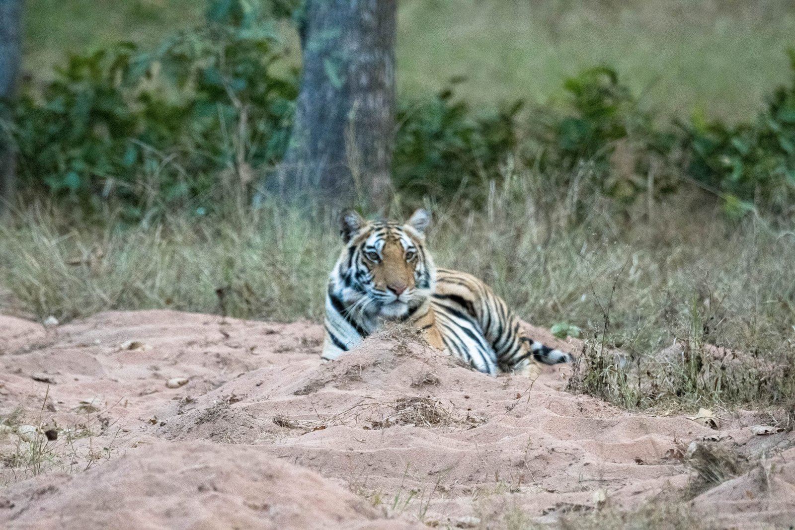 tiger watching prey in jungle