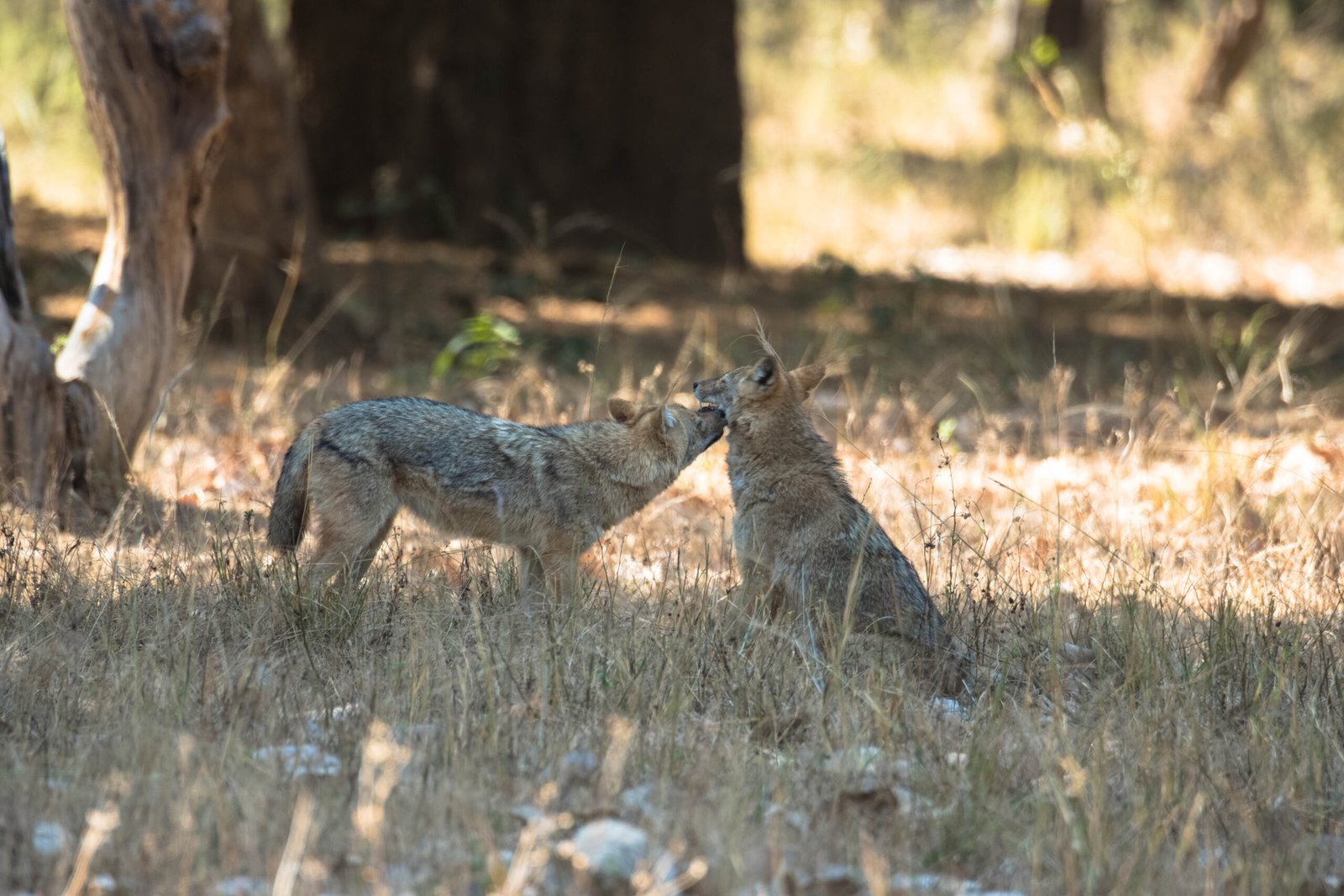 wild dog dhole in jungle
