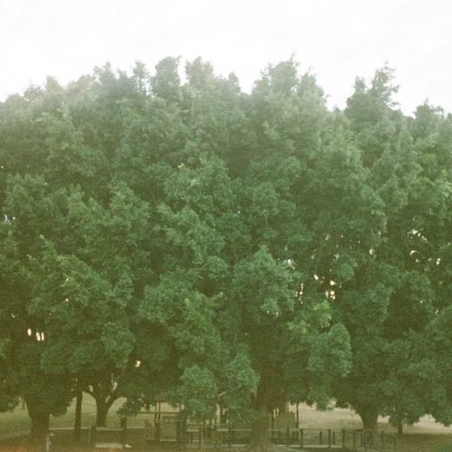 a large group of trees in a park