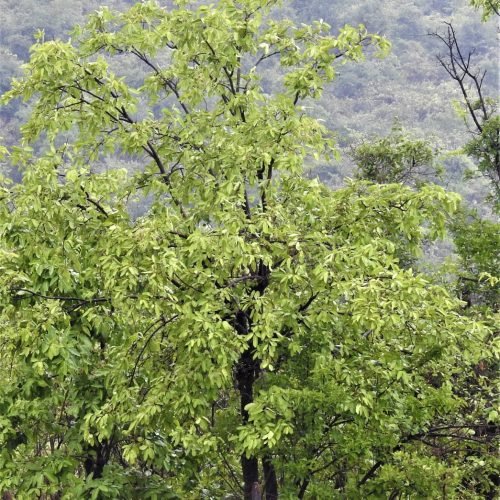 Terminalia-elliptica-saja-tree