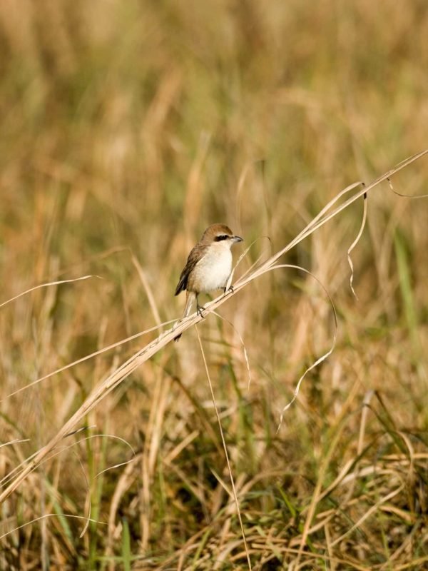 bird of kanha bird of kanha