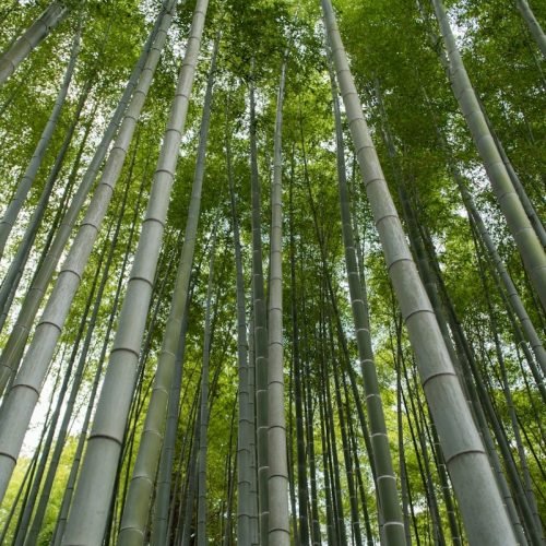 low-angle photography of trees
