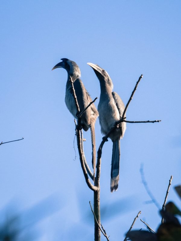 hornbill on tree branches hornbill on tree branches