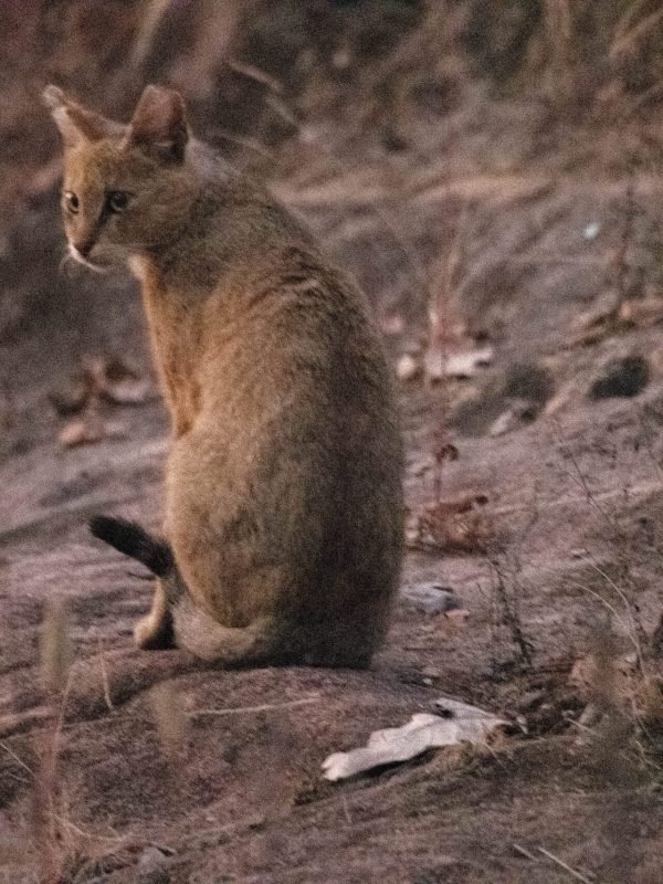 kanha jungle cat kanha jungle cat