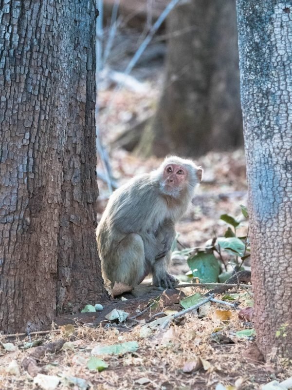 macaque in jungle macaque in jungle