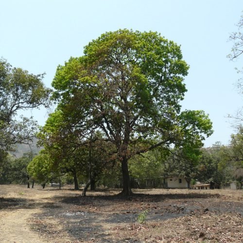 mahua-tree