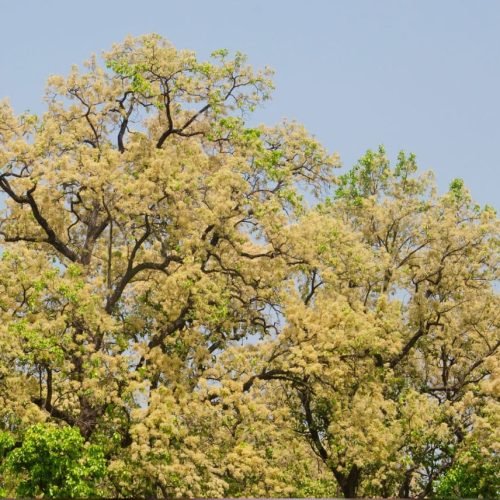 sal-flowers-bloom-asad-rahmani-1725353402126