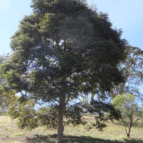 A large tree stands in a dry, grassy field.