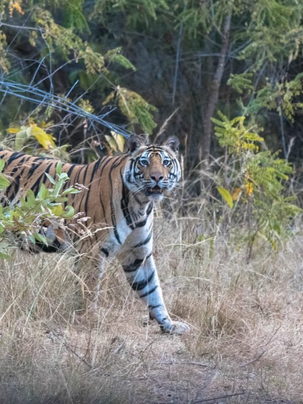 tiger appearing from grass in kanha