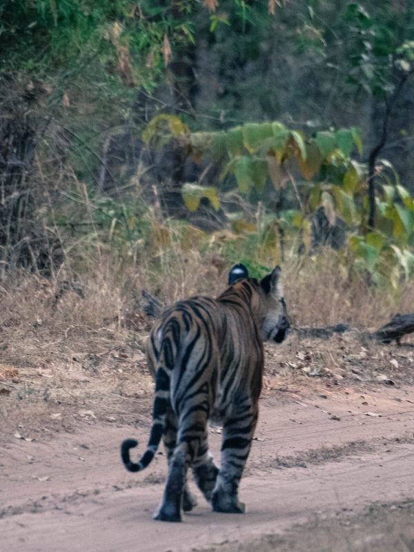 tiger walking in jungle kanha tiger walking in jungle kanha