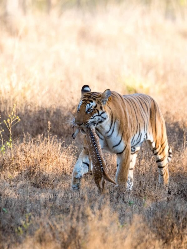 tiger walking in kanha with kill deer