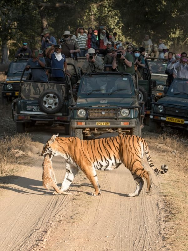 tiger with deer kill on safari kanha tiger with deer kill on safari kanha