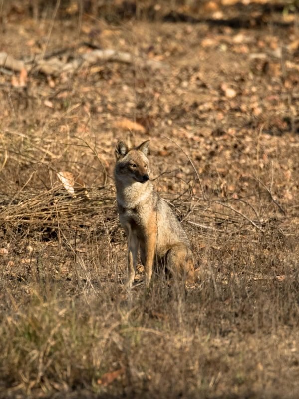 wild dog dhole in kanha